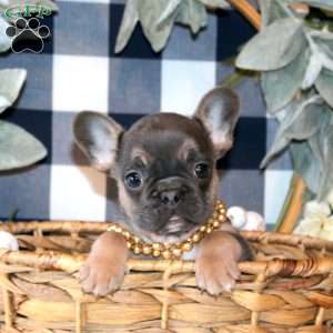 Butterfly, French Bulldog Puppy