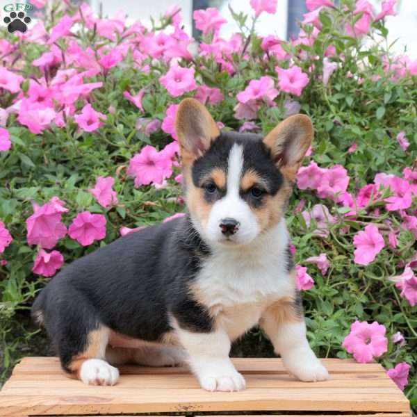 Butterscotch, Pembroke Welsh Corgi Puppy