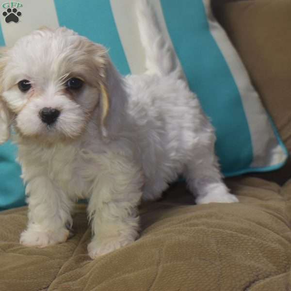 Katie, Cavachon Puppy