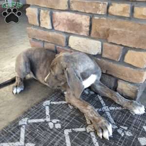 Stella, Great Dane Puppy