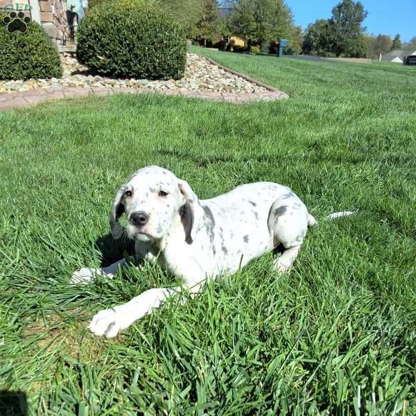 Wren, Great Dane Puppy