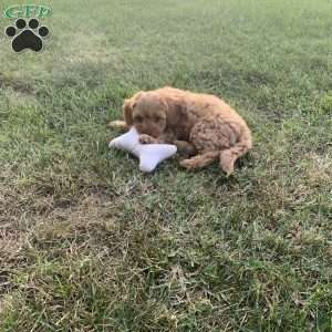 Cody, Cavapoo Puppy