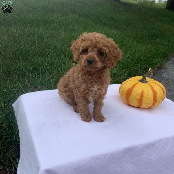 Callie, Cavapoo Puppy