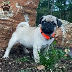 Jolly, Pug Puppy