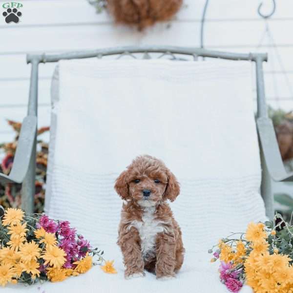 Caleb, Cockapoo Puppy