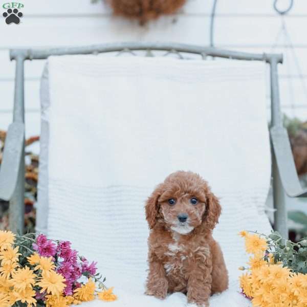 Calvin, Cockapoo Puppy