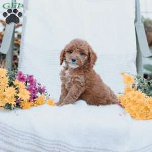 Calvin, Cockapoo Puppy