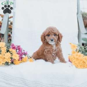 Calvin, Cockapoo Puppy