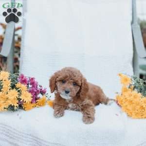 Calvin, Cockapoo Puppy