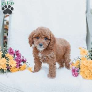 Calvin, Cockapoo Puppy
