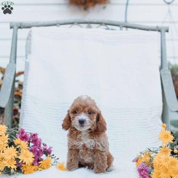 Carter, Cockapoo Puppy