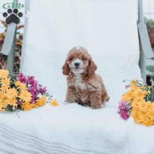 Carter, Cockapoo Puppy