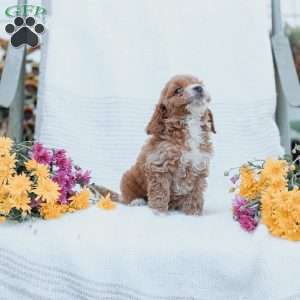 Carter, Cockapoo Puppy