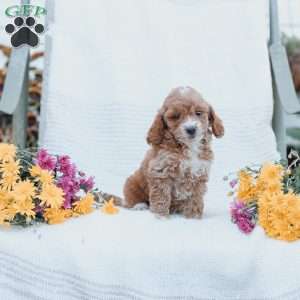 Carter, Cockapoo Puppy