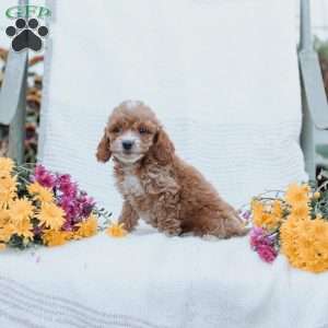 Carter, Cockapoo Puppy