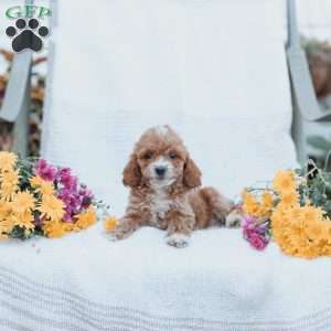 Carter, Cockapoo Puppy