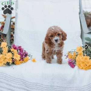Carter, Cockapoo Puppy