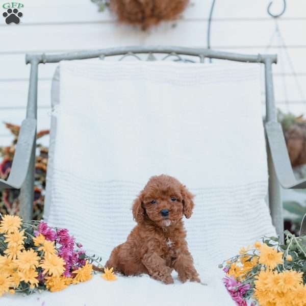 Courtney, Cockapoo Puppy