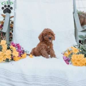 Courtney, Cockapoo Puppy