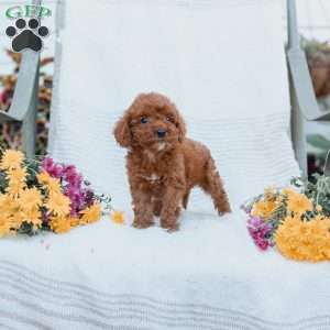 Courtney, Cockapoo Puppy