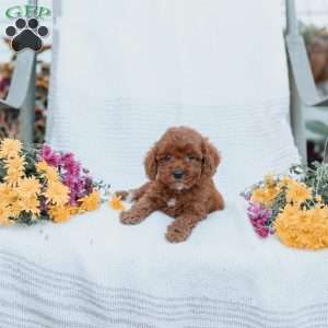 Courtney, Cockapoo Puppy