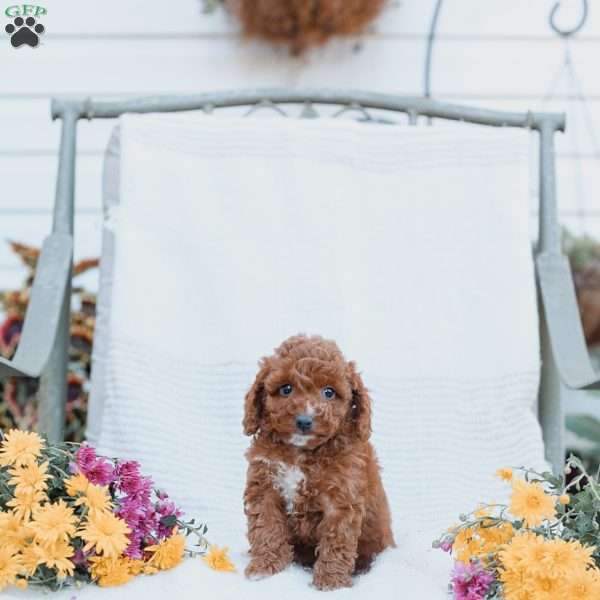Cuddles, Cockapoo Puppy