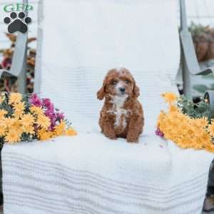 Curtis, Cockapoo Puppy