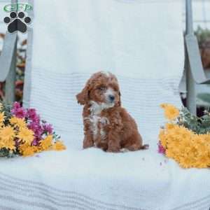 Curtis, Cockapoo Puppy