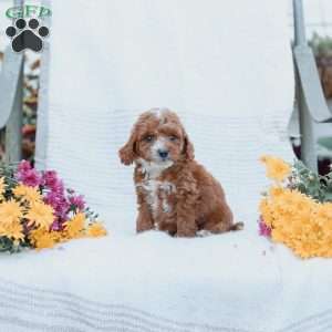 Curtis, Cockapoo Puppy