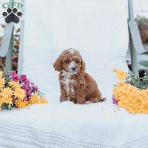 Curtis, Cockapoo Puppy