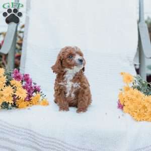 Curtis, Cockapoo Puppy