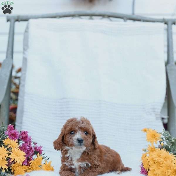 Curtis, Cockapoo Puppy