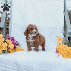 Curtis, Cockapoo Puppy