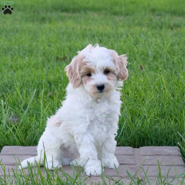 Cain, Mini Goldendoodle Puppy