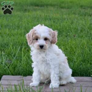 Cain, Mini Goldendoodle Puppy