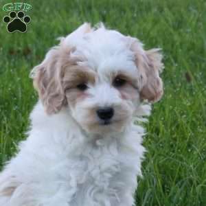 Cain, Mini Goldendoodle Puppy