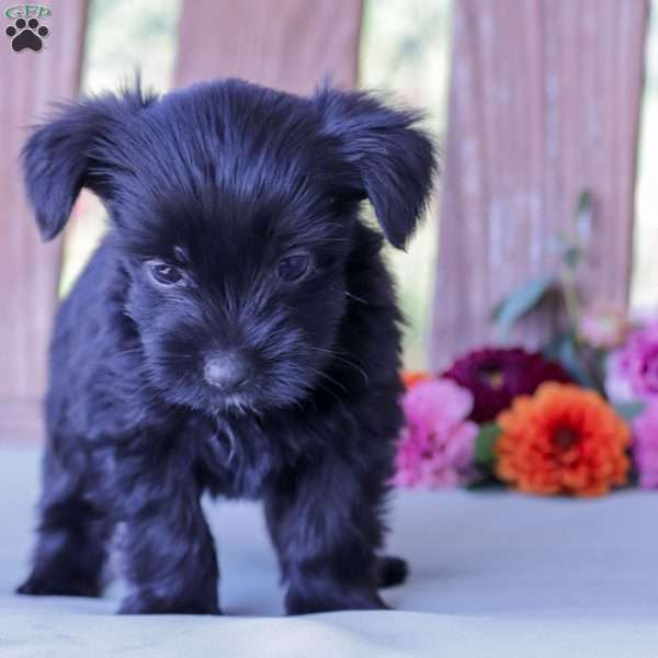 Cain, Yorkie Poo Puppy