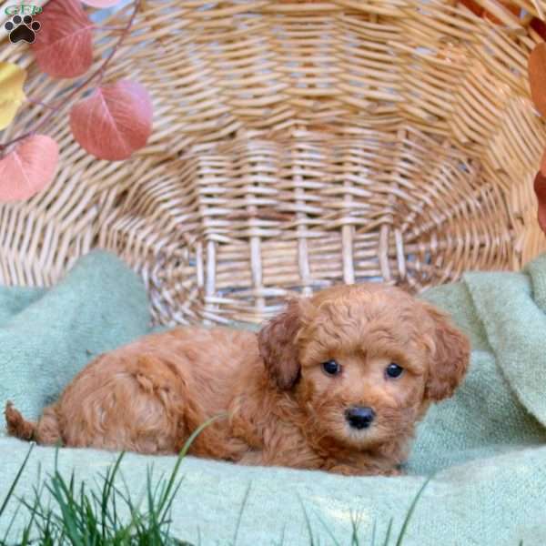 Caitlin, Mini Goldendoodle Puppy