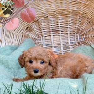 Caitlin, Mini Goldendoodle Puppy
