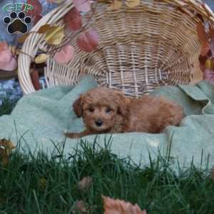 Caitlin, Mini Goldendoodle Puppy