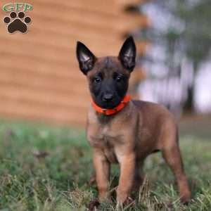 Calamity, Belgian Malinois Puppy