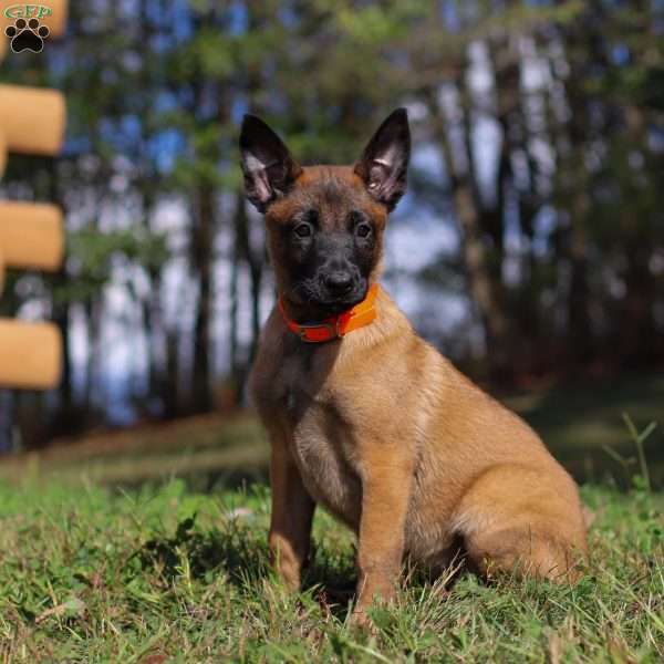Calamity, Belgian Malinois Puppy