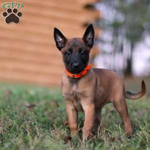 Calamity, Belgian Malinois Puppy