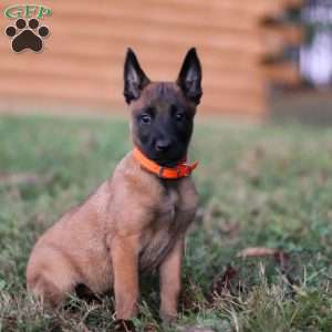 Calamity, Belgian Malinois Puppy