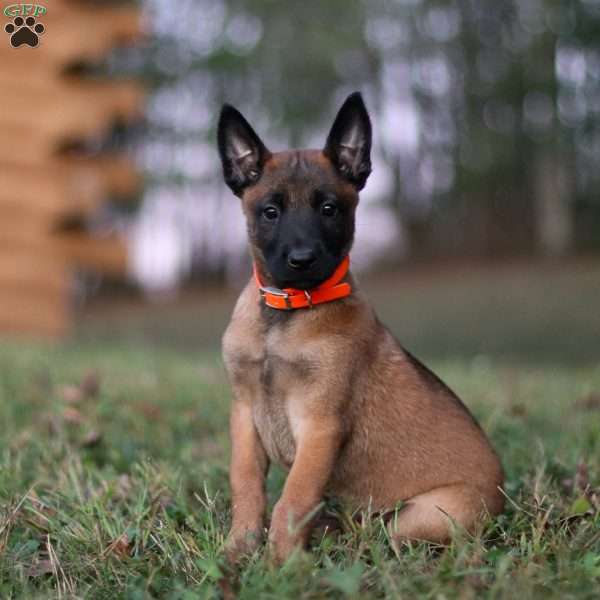 Calamity, Belgian Malinois Puppy