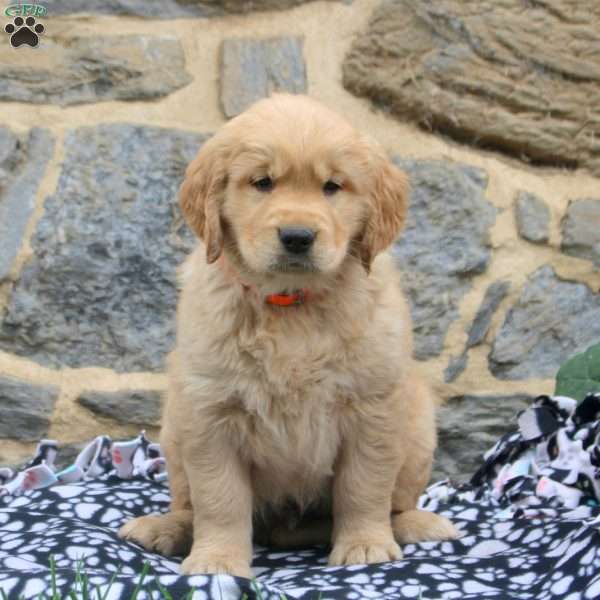 Calamus, Golden Retriever Puppy