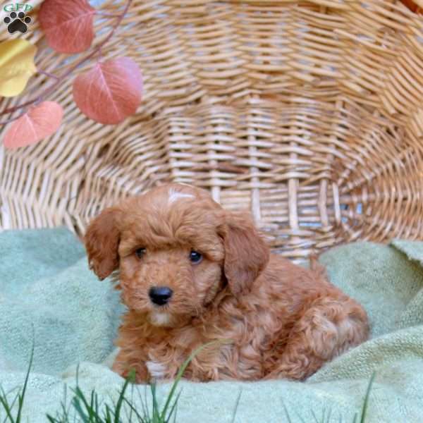Caleb, Mini Goldendoodle Puppy