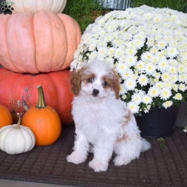 Cali, Cavapoo Puppy