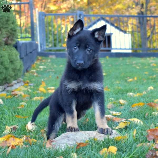 Callie, German Shepherd Puppy