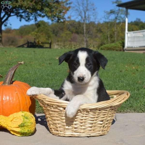 Callie, Border Collie Puppy